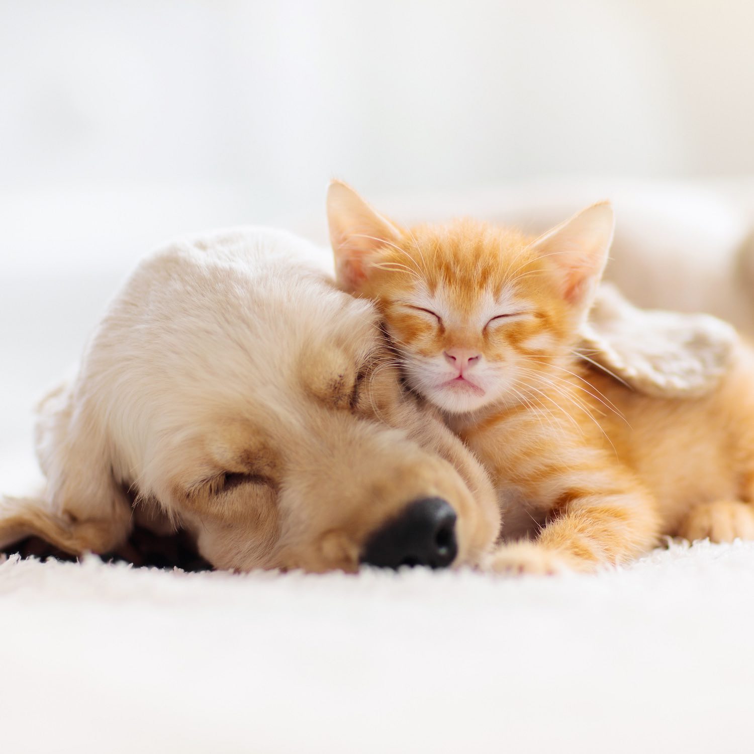 Parapharmacie Pharmacie Peda